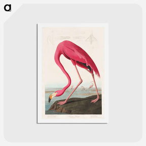 アートポストカード-Pink Flamingo
 - ジョン ジェームス オーデュボン Postcard.