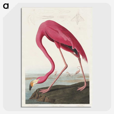 1-4_John-James-Audubon_picture-crop