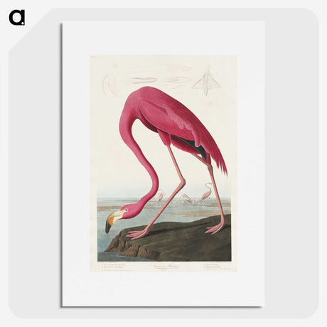 1-4_John-James-Audubon_picture