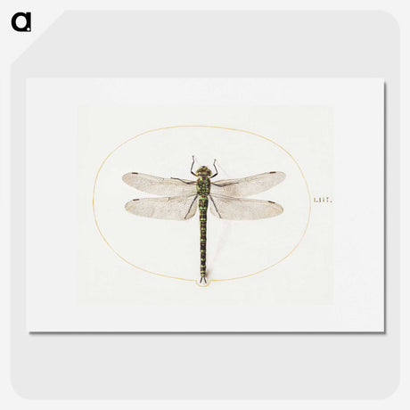 1-4_Joris-Hoefnagel_picture