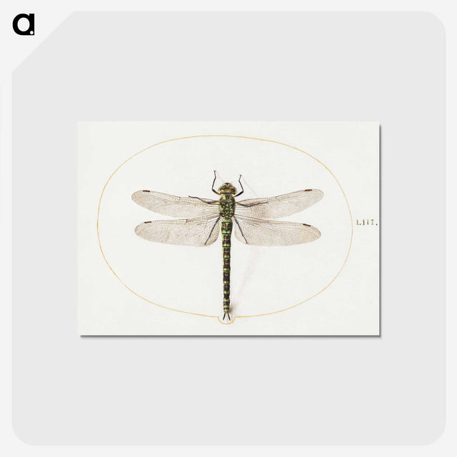 1-4_Joris-Hoefnagel_postcard