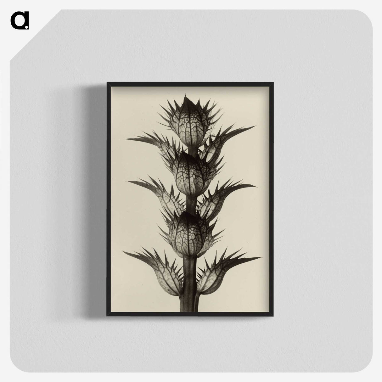 1-4_Karl-Blossfeldt_blk-crop