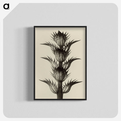 1-4_Karl-Blossfeldt_blk-crop