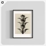 1-4_Karl-Blossfeldt_blk
