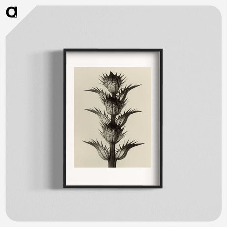 1-4_Karl-Blossfeldt_blk
