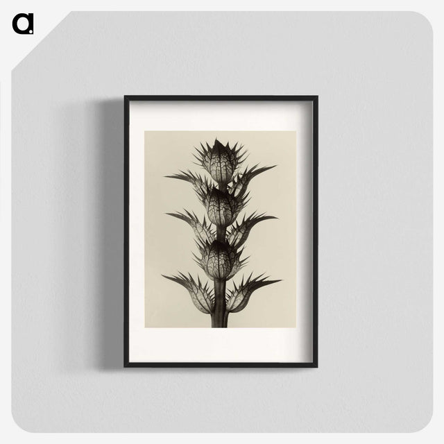 1-4_Karl-Blossfeldt_blk