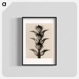 Acanthus mollis - Karl Blossfeldt Poster.