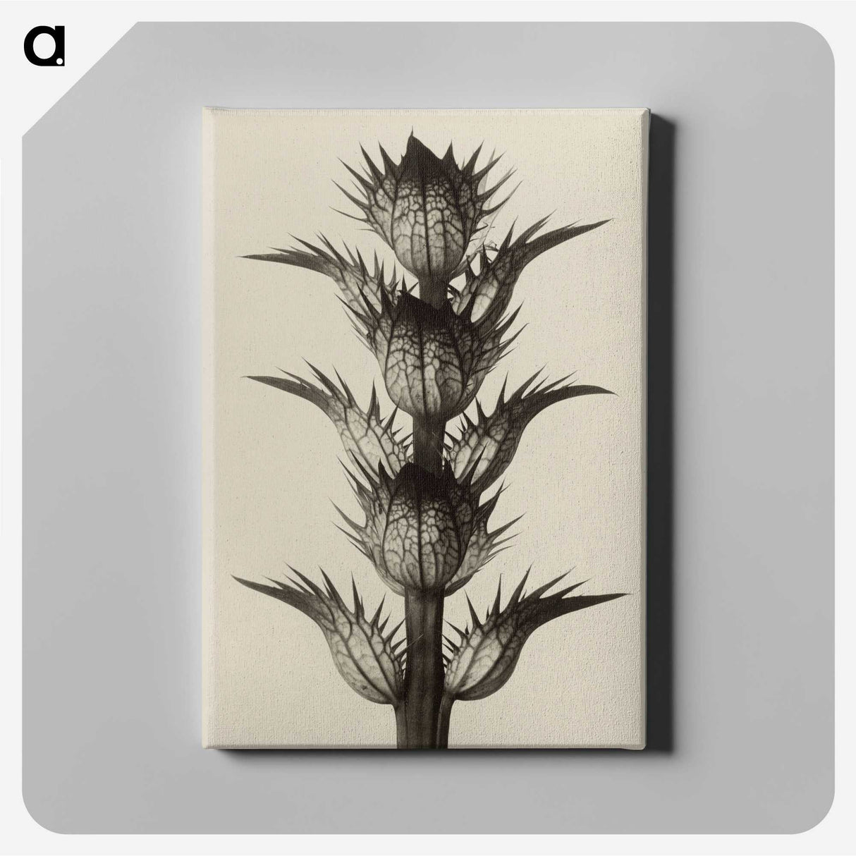 1-4_Karl-Blossfeldt_canvas