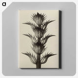 1-4_Karl-Blossfeldt_canvas