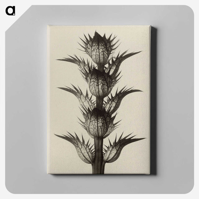 1-4_Karl-Blossfeldt_canvas