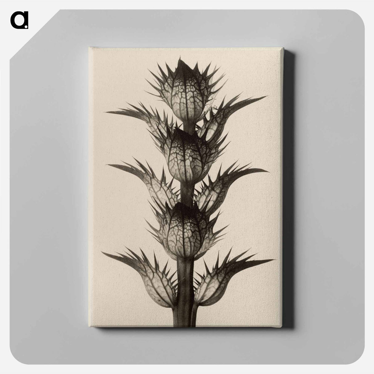 Acanthus mollis - Karl Blossfeldt Canvas.