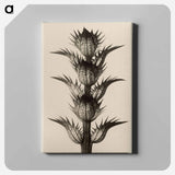 Acanthus mollis - Karl Blossfeldt Canvas.