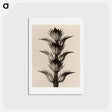 アートポストカード-Acanthus mollis - カール ブロスフェルト Postcard.