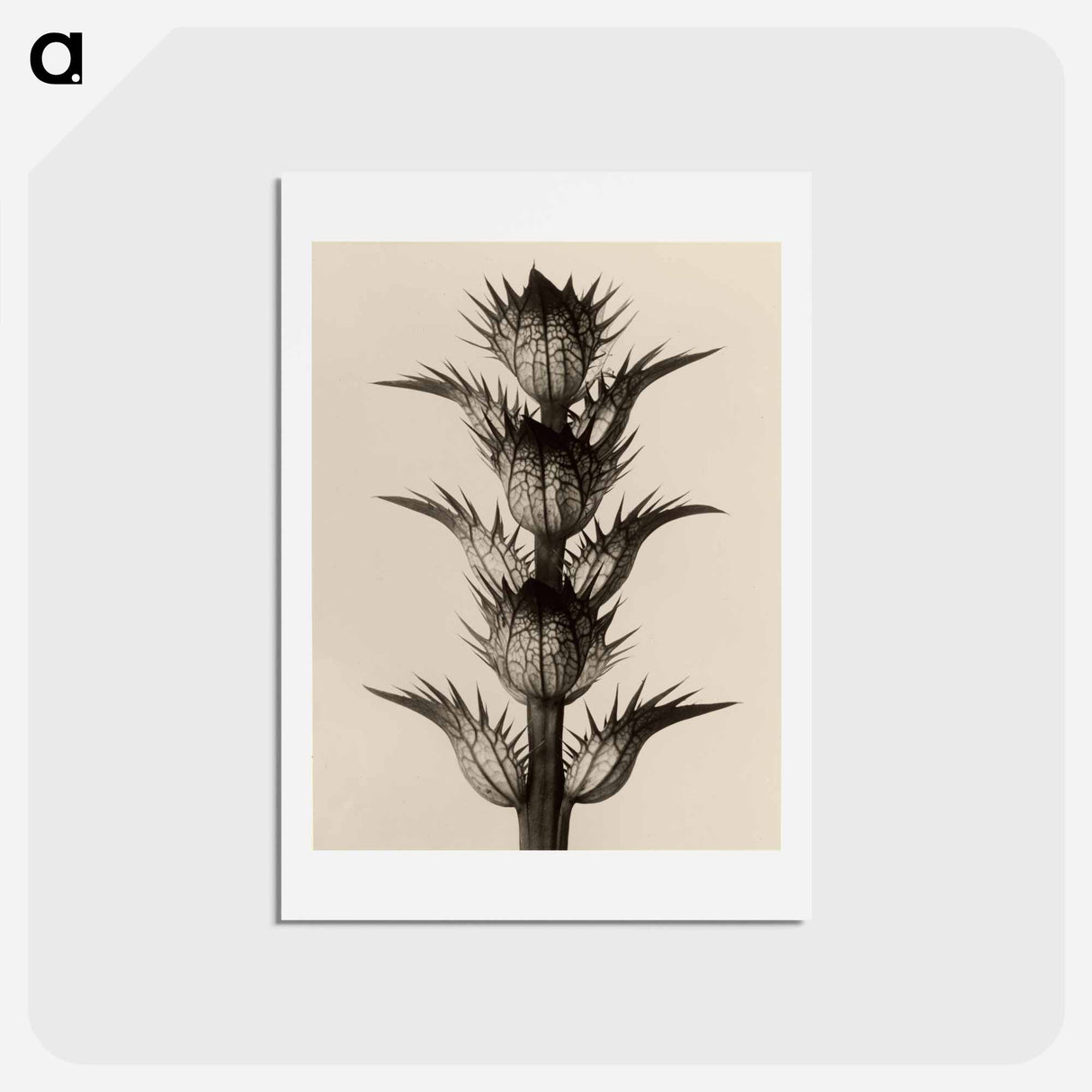 アートポストカード-Acanthus mollis - カール ブロスフェルト Postcard.