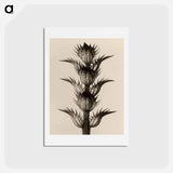 アートポストカード-Acanthus mollis - カール ブロスフェルト Postcard.