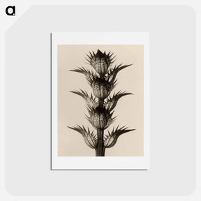 アートポストカード-Acanthus mollis - カール ブロスフェルト Postcard.