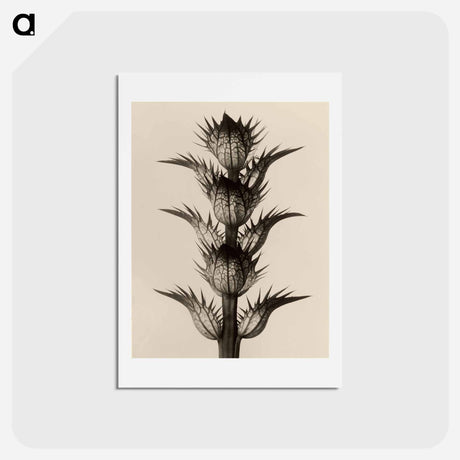 アートポストカード-Acanthus mollis - カール ブロスフェルト Postcard.