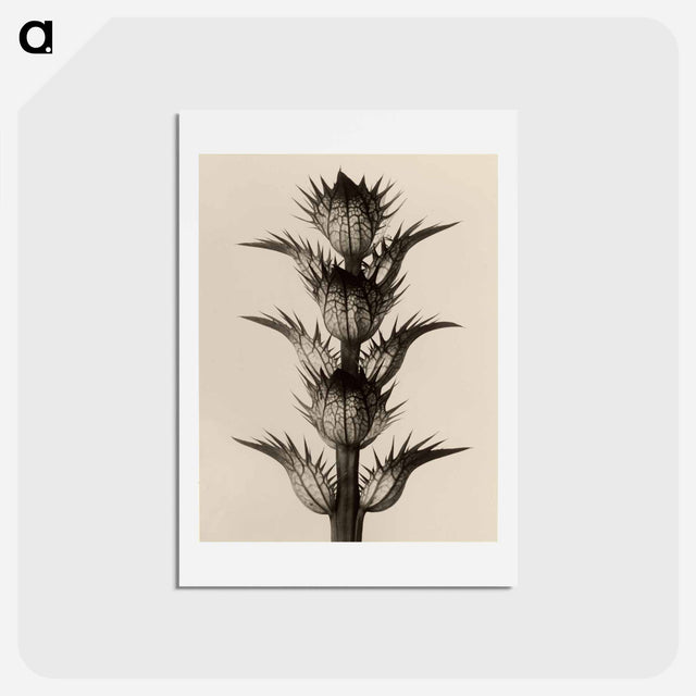 アートポストカード-Acanthus mollis - カール ブロスフェルト Postcard.