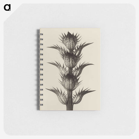 1-4_Karl-Blossfeldt_memo