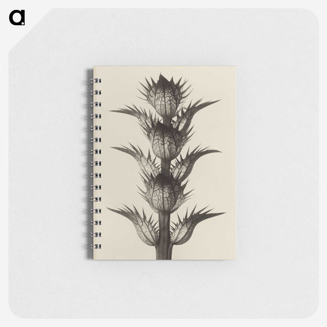 1-4_Karl-Blossfeldt_memo