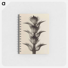 アートメモ帳-Acanthus mollis - カール ブロスフェルト Memo.