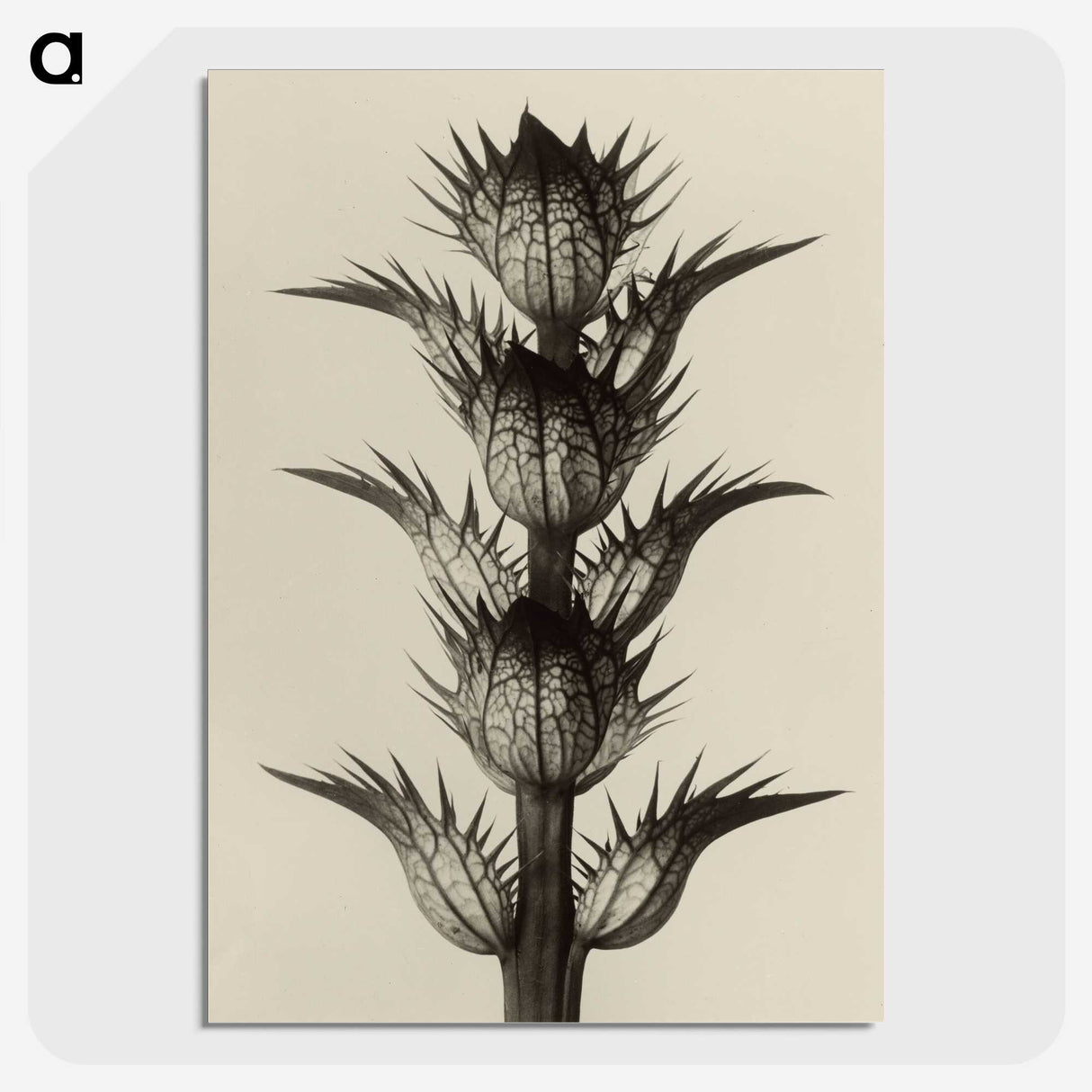 1-4_Karl-Blossfeldt_picture-crop