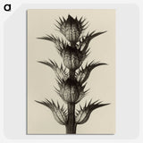 1-4_Karl-Blossfeldt_picture-crop