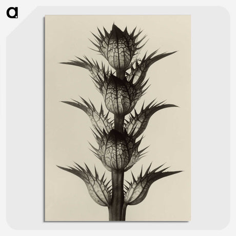 1-4_Karl-Blossfeldt_picture-crop