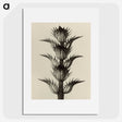 1-4_Karl-Blossfeldt_picture
