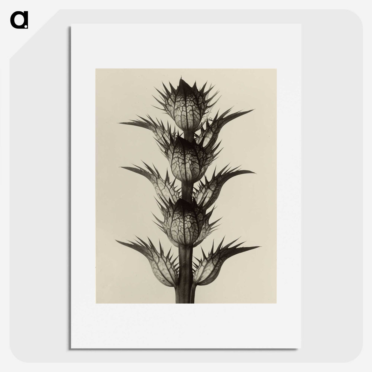 1-4_Karl-Blossfeldt_picture