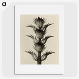 1-4_Karl-Blossfeldt_picture