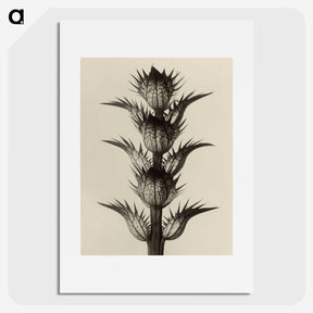 1-4_Karl-Blossfeldt_picture