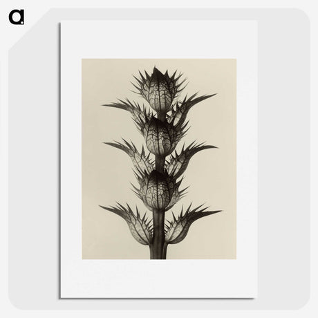 1-4_Karl-Blossfeldt_picture