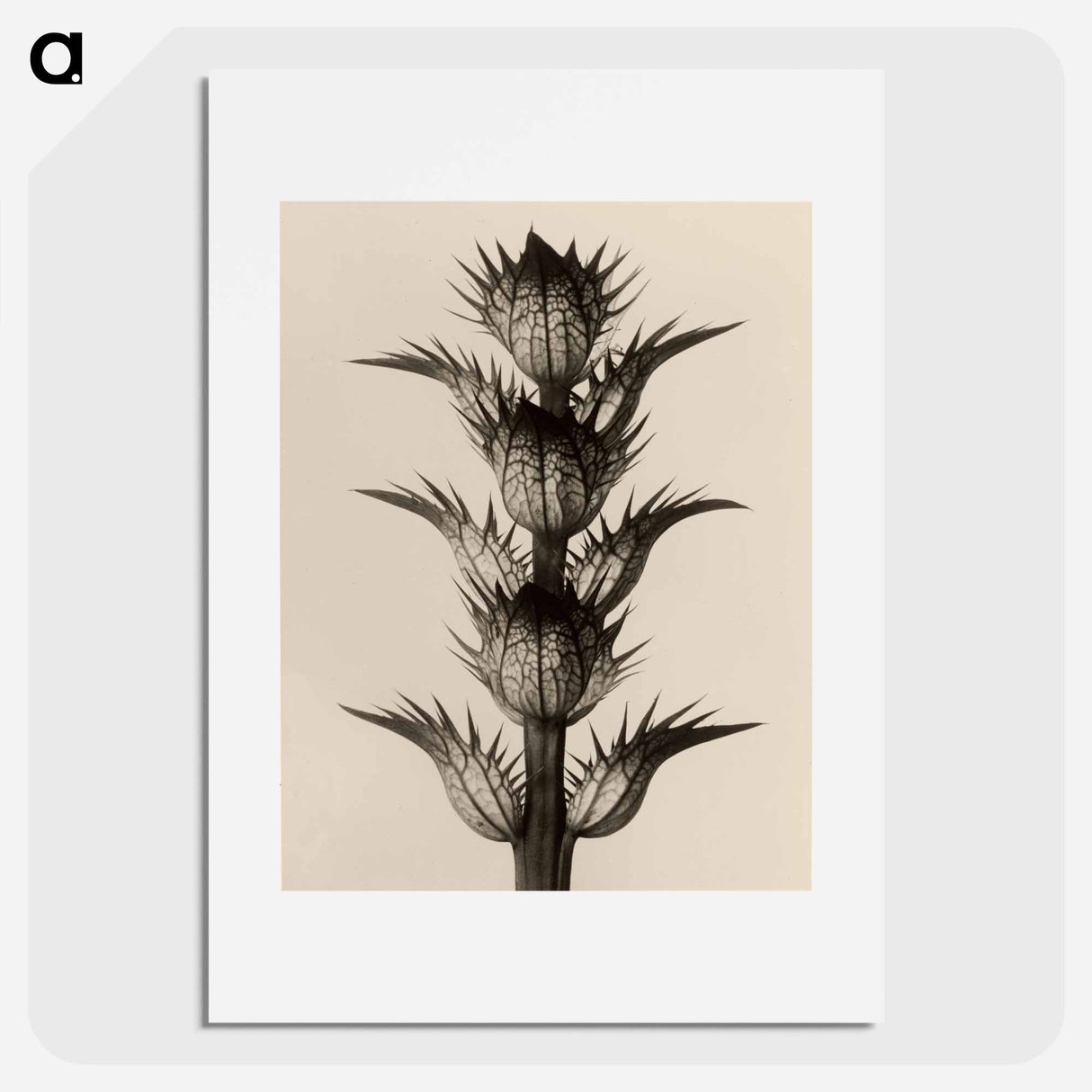 Acanthus mollis - Karl Blossfeldt Poster.