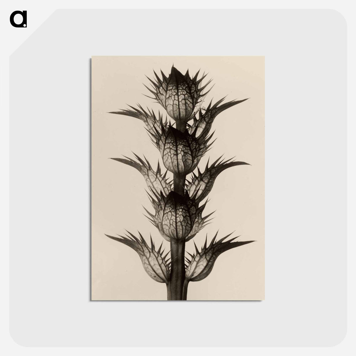 アートポストカード-Acanthus mollis - カール ブロスフェルト Postcard.