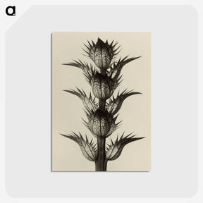 1-4_Karl-Blossfeldt_postcard