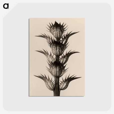 アートポストカード-Acanthus mollis - カール ブロスフェルト Postcard.