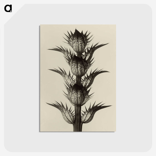 1-4_Karl-Blossfeldt_postcard