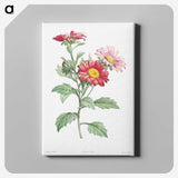 1-4_La-Botanique_canvas