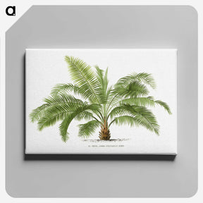 1-4_Les-Palmiers-Histoire-Iconographique_canvas