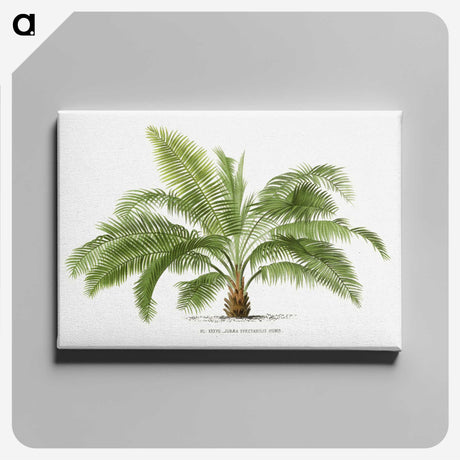 1-4_Les-Palmiers-Histoire-Iconographique_canvas
