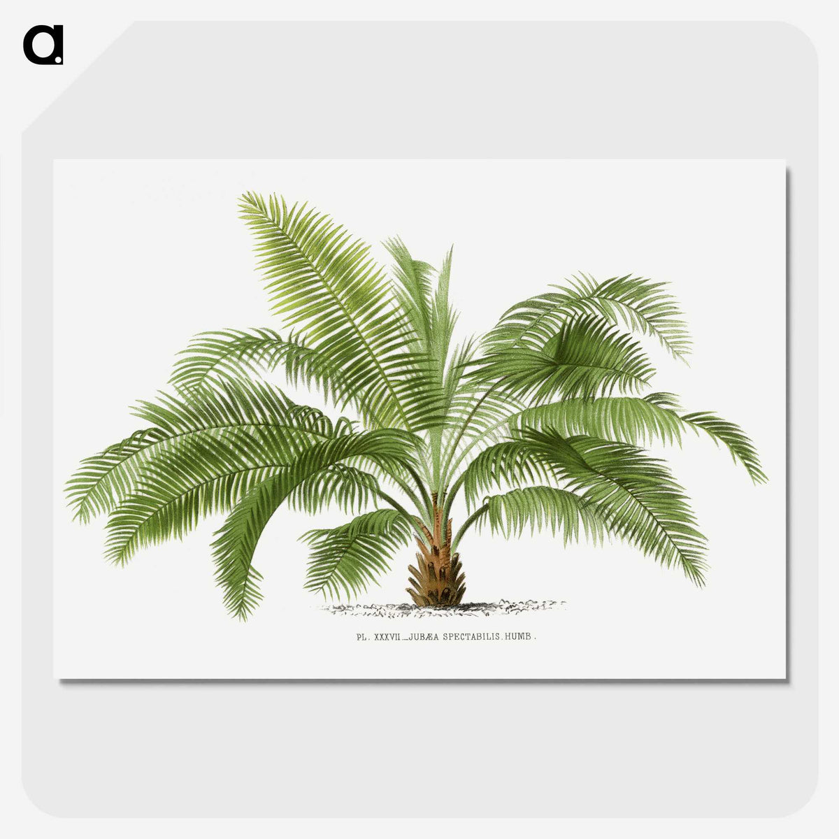 1-4_Les-Palmiers-Histoire-Iconographique_picture-crop