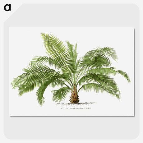 1-4_Les-Palmiers-Histoire-Iconographique_picture-crop