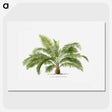 1-4_Les-Palmiers-Histoire-Iconographique_picture