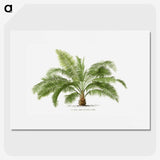 1-4_Les-Palmiers-Histoire-Iconographique_picture
