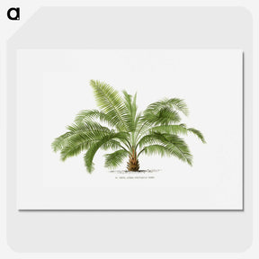 1-4_Les-Palmiers-Histoire-Iconographique_picture