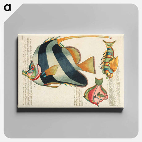 アートパネル-Moluccan Fishes
 - ルイ ルナール Canvas.