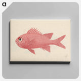 アートパネル-Unidentified Fish
 - ルイージ バルガーニ Canvas.