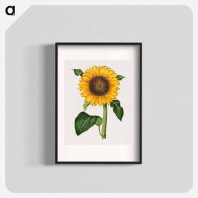 アートポスター-Helianthus annuus
 - マリア ジビーラ メーリアン Poster.