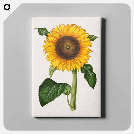 アートパネル-Helianthus annuus
 - マリア ジビーラ メーリアン Canvas.